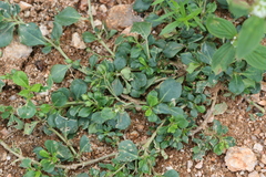 Corbichonia decumbens